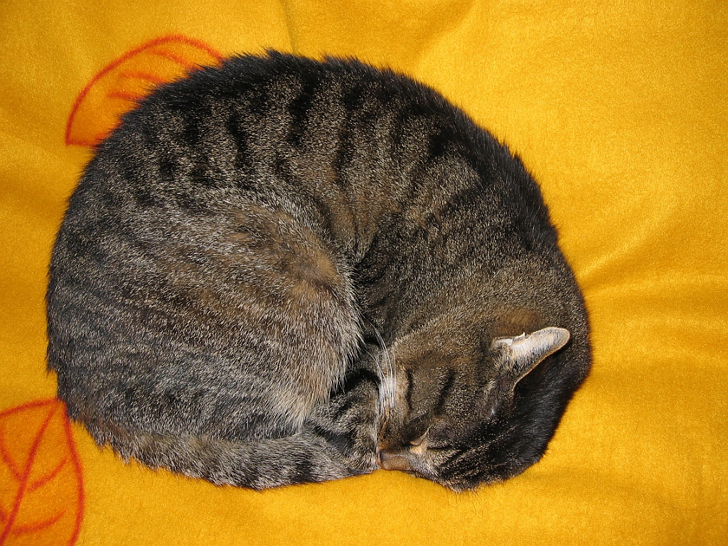 Micky dort sur le lit 02.jpg